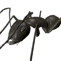 3D Ant Explorer Demo