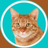 Cat Sound Prank icon