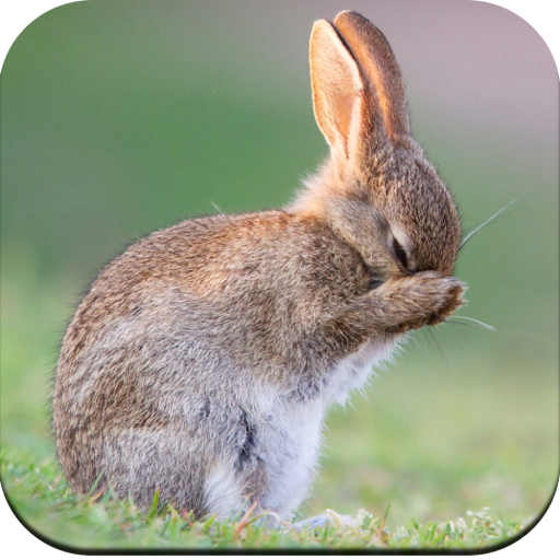 Rabbit Wallpaper 4K icon