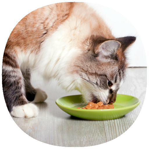 How to Take Care of a Cat Guide icon