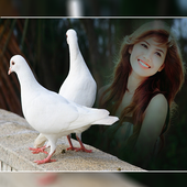 Dove Photo Frame icon