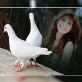 Dove Photo Frame on 9Apps