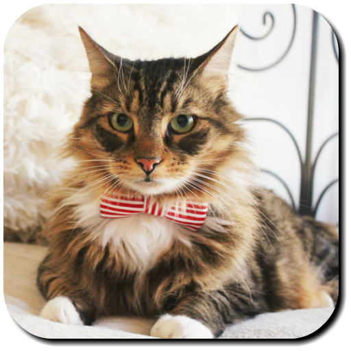 Cat Wallpapers icon