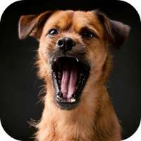 Dog Sound on 9Apps