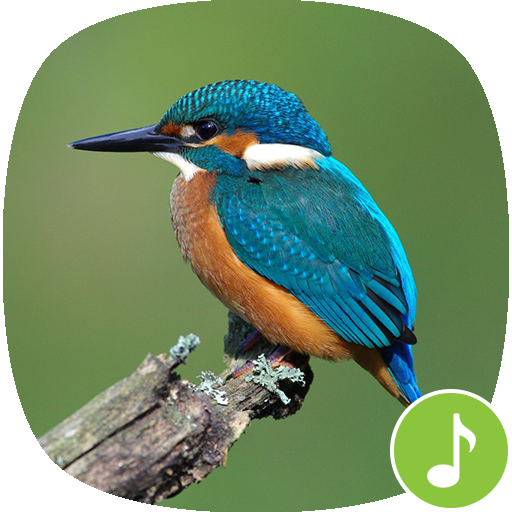 Appp.io - Kingfisher bird sounds icon