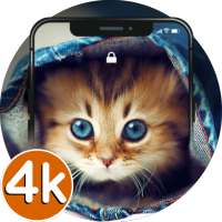 🐱 Cute Cat Wallpapers HD | 4K Cute Cat Pics