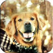 Dogs Wallpapers icon