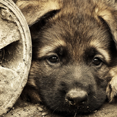 Dogs Best Friend Jigsaw Puzzle icon