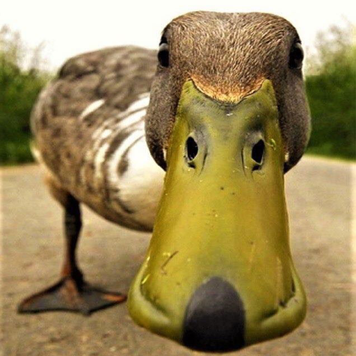 Duck Sounds - Duck Quack Ringtone icon