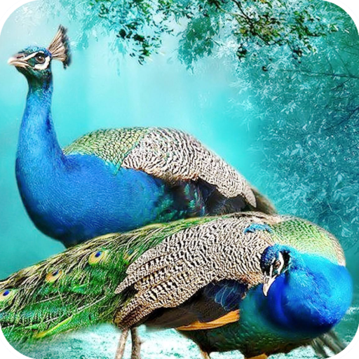 Peacock HD Wallpaper 4K Latest icon