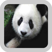 Sleepy Panda Wallpaper icon