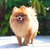 ikon Pomeranian Dog HD Wallpapers
