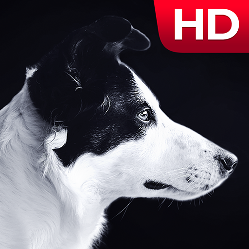 Dog HD Wallpapers أيقونة