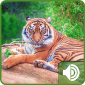 Tiger Sounds icon