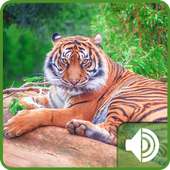 Tiger Sounds on 9Apps