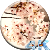 Sakura Live Video Wallpaper icon