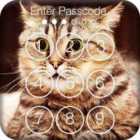Сats Funny Animals Lock