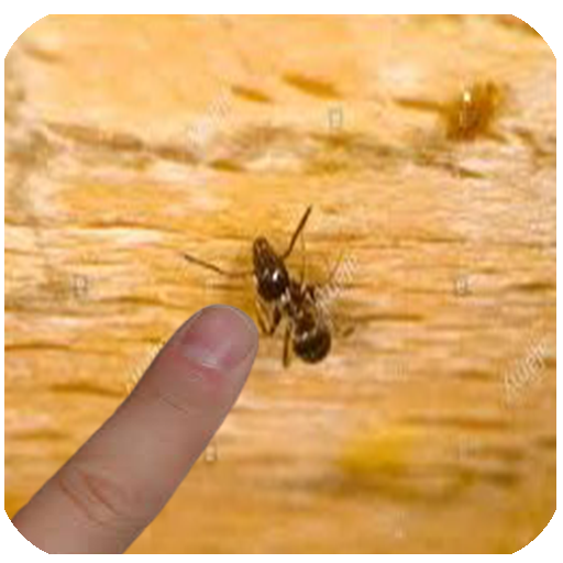 Crush Ants Pro The Best Fun Game icon