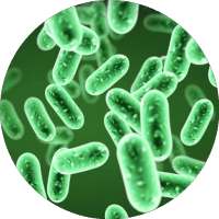 Microbiology Handbook on 9Apps