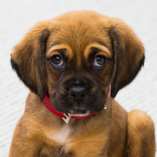 Dog Barking أيقونة