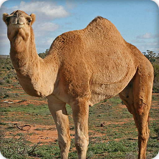 Camel Sounds Ringtone icon