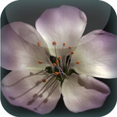 Apple Blossom Live Wallpaper icon