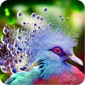 Beautiful Bird Wallpaper on 9Apps