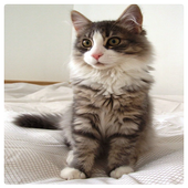 Cats Jigsaw Puzzle icon