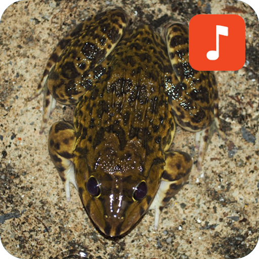 Chinese edible frog calls icon