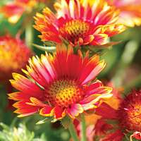 Flower Wallpapers HD on 9Apps