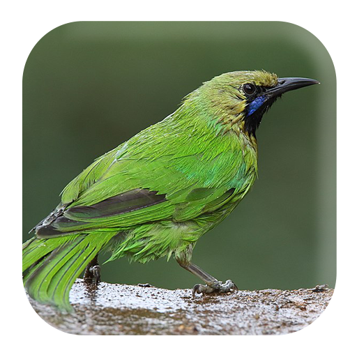 Leafbird Sounds icon