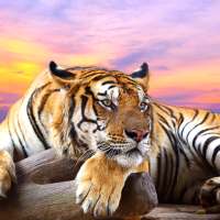 Tiger Live Wallpaper 🐅 Wild Animal Background on 9Apps