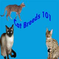 Cat Breeds 101
