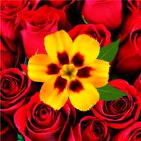 Flower Wallpaper 4K & HD on 9Apps