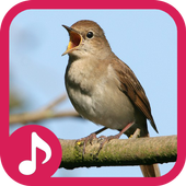 Nightingale Sound Ringtones icon