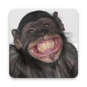 Free Funny Videos 2019 icon