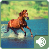 Horse Sounds icon