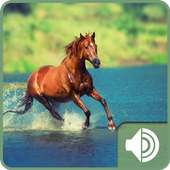 Horse Sounds on 9Apps