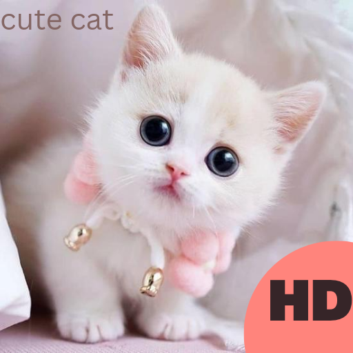 Cute Cat Wallpaper icon