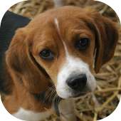 Sonneries chien on 9Apps