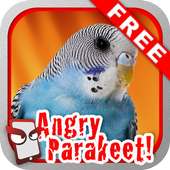 Angry Parakeet Free!