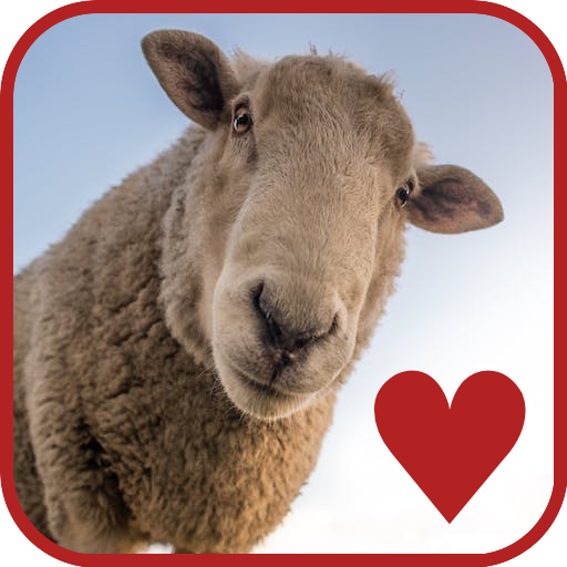 Cute Sheep - Funny Wallpapers icon