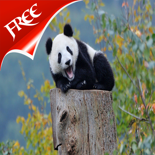 Cute Panda Baby Wallpaper 4k icon
