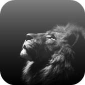 White Lion Video Wallpaper on 9Apps