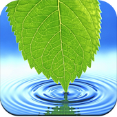 Leaf wallpaper icon