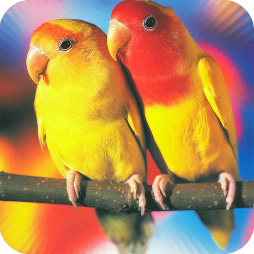 Bird Wallpaper 4K Latest icon