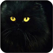 Black kitten wallpapers icon
