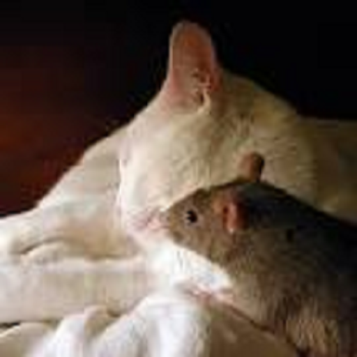 Rat and Cat Game (Puzzle) icon