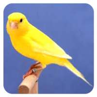 Canaries Birdsong All Varian on 9Apps