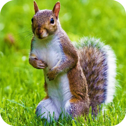 Squirrel Wallpaper icon